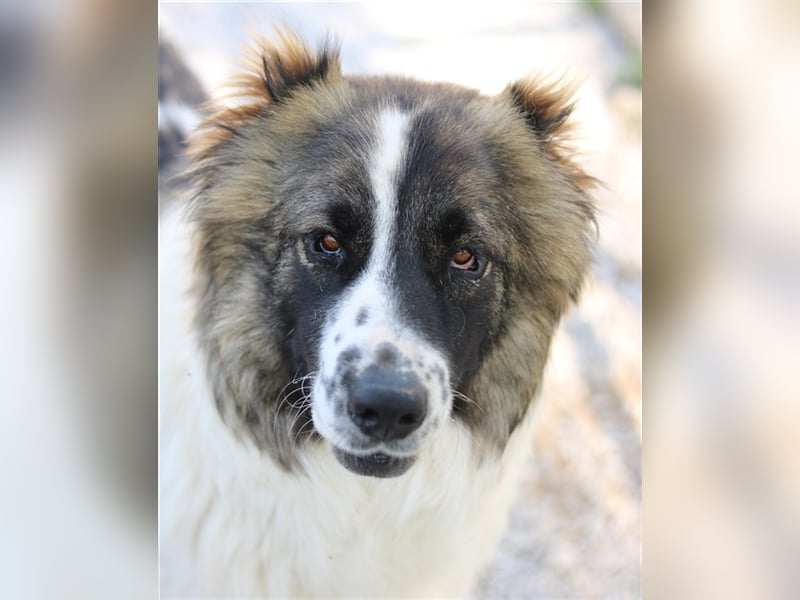 Marla, geb. ca. 06/2020, lebt in GRIECHENLAND, im städt. Tierheim Serres