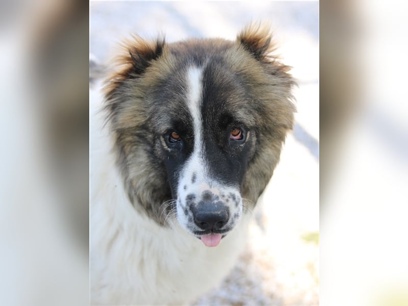 Marla, geb. ca. 06/2020, lebt in GRIECHENLAND, im städt. Tierheim Serres