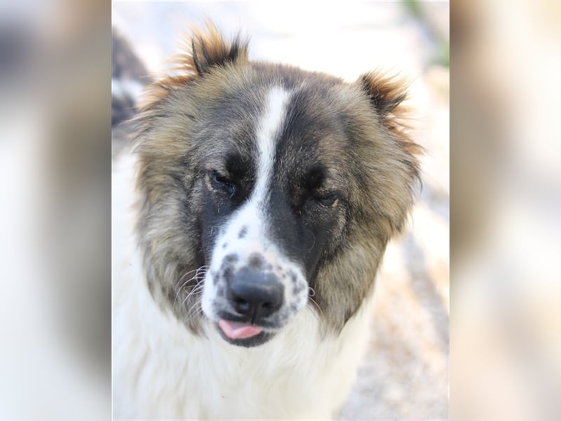 Marla, geb. ca. 06/2020, lebt in GRIECHENLAND, im städt. Tierheim Serres