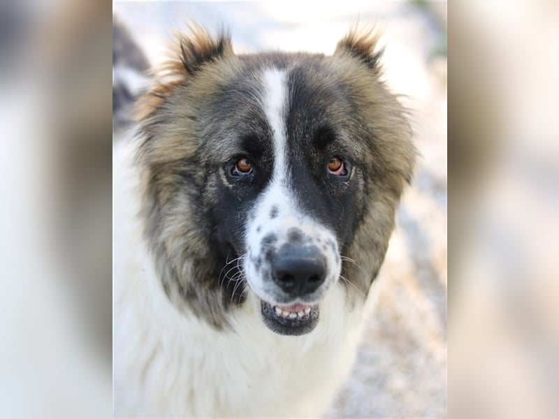 Marla, geb. ca. 06/2020, lebt in GRIECHENLAND, im städt. Tierheim Serres