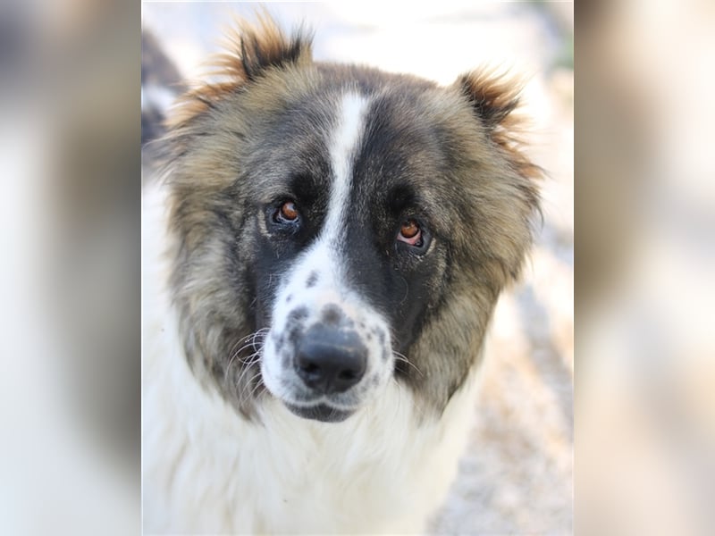 Marla, geb. ca. 06/2020, lebt in GRIECHENLAND, im städt. Tierheim Serres