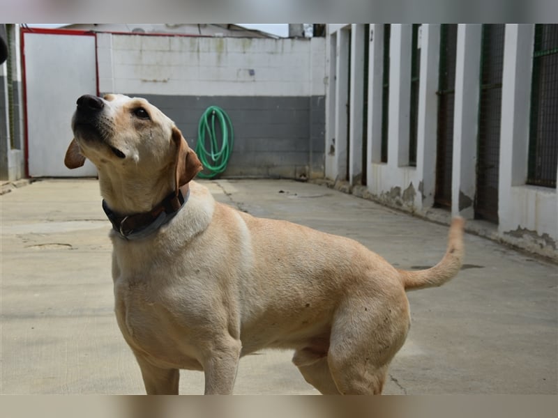 Baxter, will der Freund fürs Leben werden