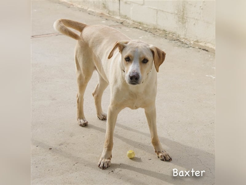 Baxter, will der Freund fürs Leben werden