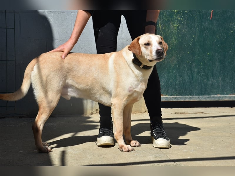 Baxter, will der Freund fürs Leben werden