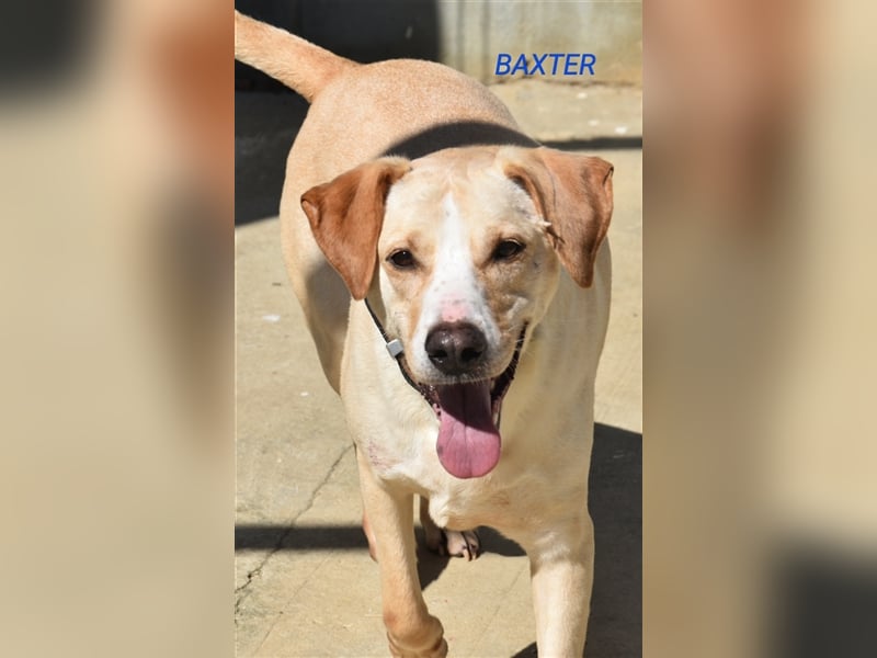 Baxter, will der Freund fürs Leben werden