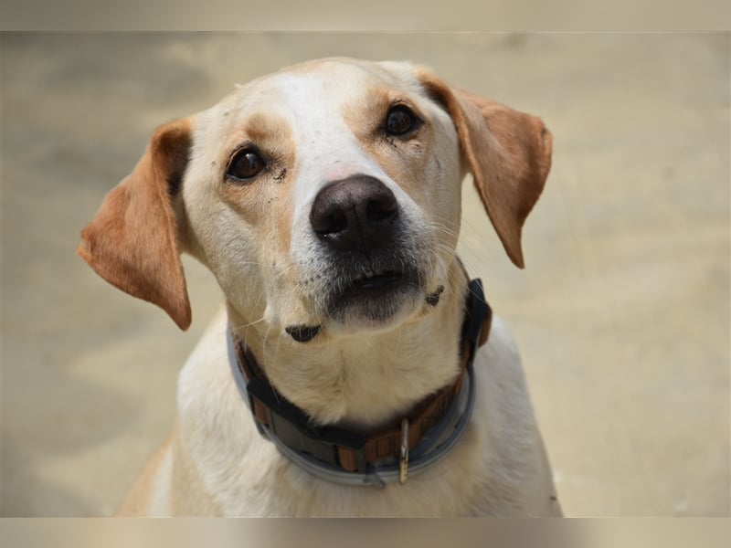 Baxter, will der Freund fürs Leben werden