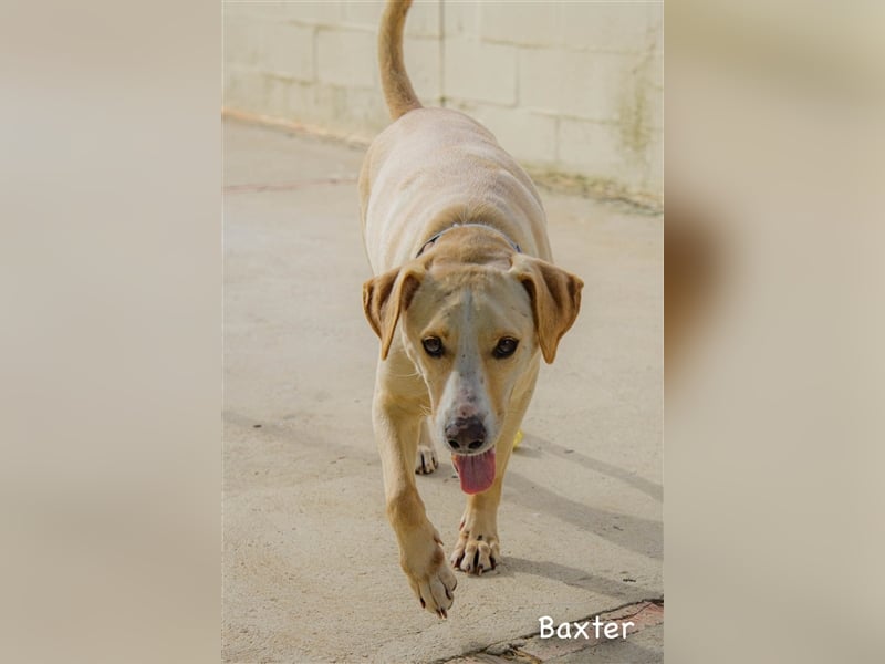 Baxter, will der Freund fürs Leben werden