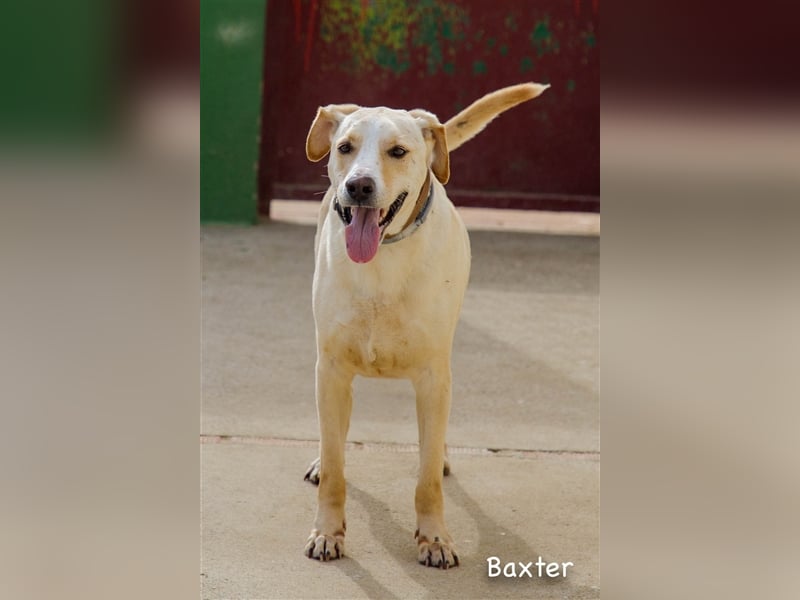 Baxter, will der Freund fürs Leben werden