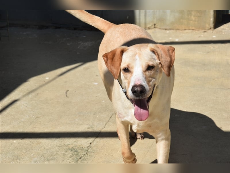 Baxter, will der Freund fürs Leben werden