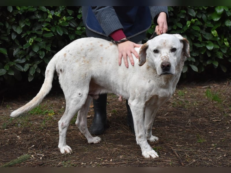 Ginko - SOS - Drei Brüder in großer Not
