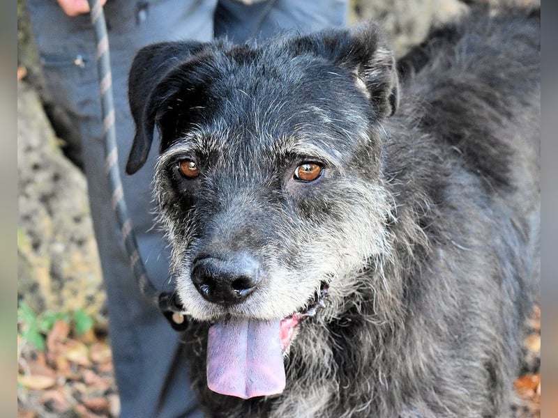 Baldovino - Lieber, großer Kerl fragt: Darf ich zu Dir?