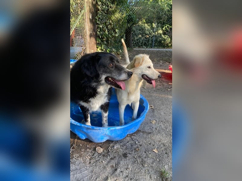 Carmine - Bereit für den Neustart