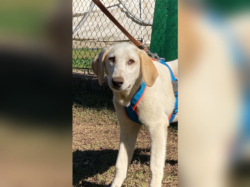 Peppino - Zuckerschneckchen sucht Menschenfamilie