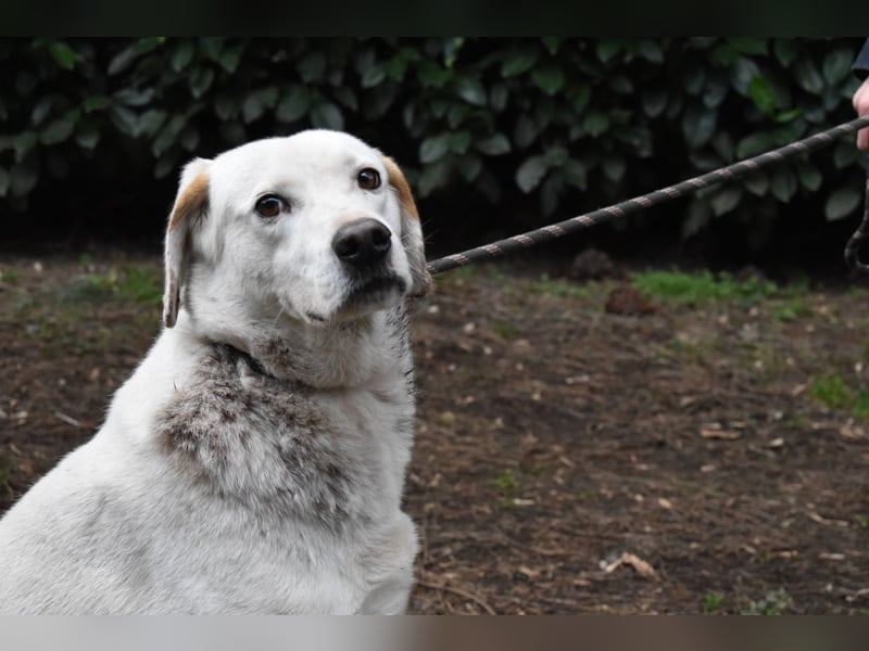 Ghemon - Der sanfte Träumer im Canile