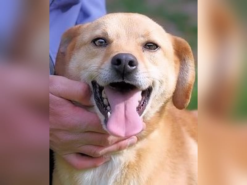 Sabeeh - möchte endlich auch ein Hundeleben führen!