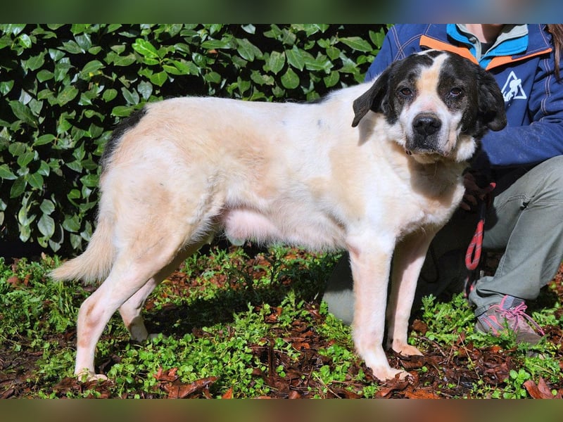 Poldino -Talent zum Seelenhund