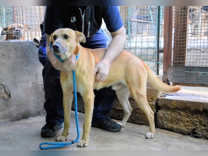 Zaccheo - ist im besten Alter