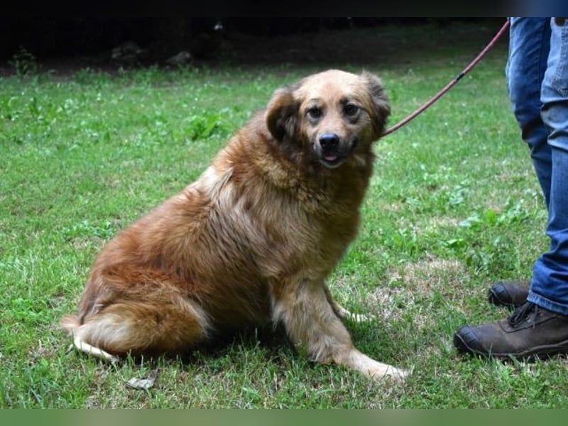 Graziana - eine sanfte Hündin mit großem Herzen und gelassener Neugier