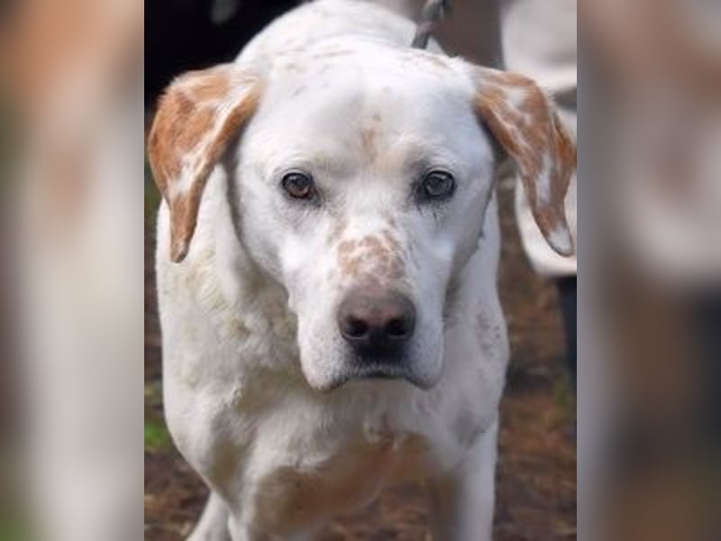 Ginko - SOS - Drei Brüder in großer Not