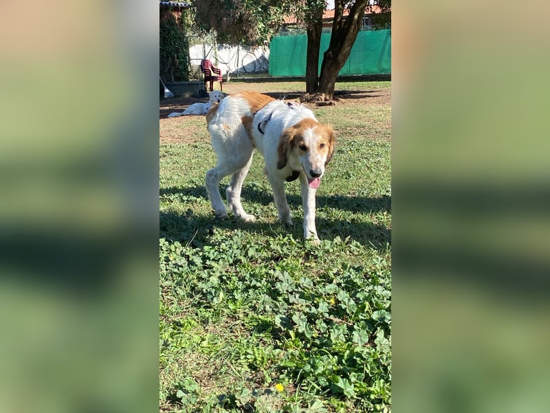 Valerio - Zuckerschneckchen sucht Menschenfamilie