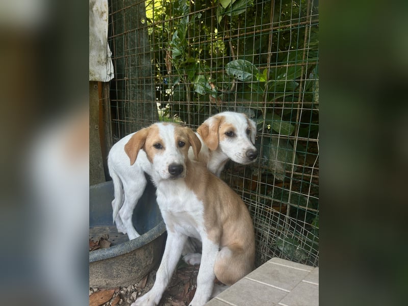 Wafer - Die leise Hoffnung, dass etwas Besseres kommt