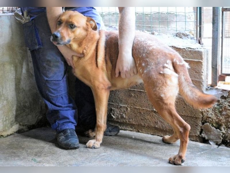 Zaccheo - ist im besten Alter