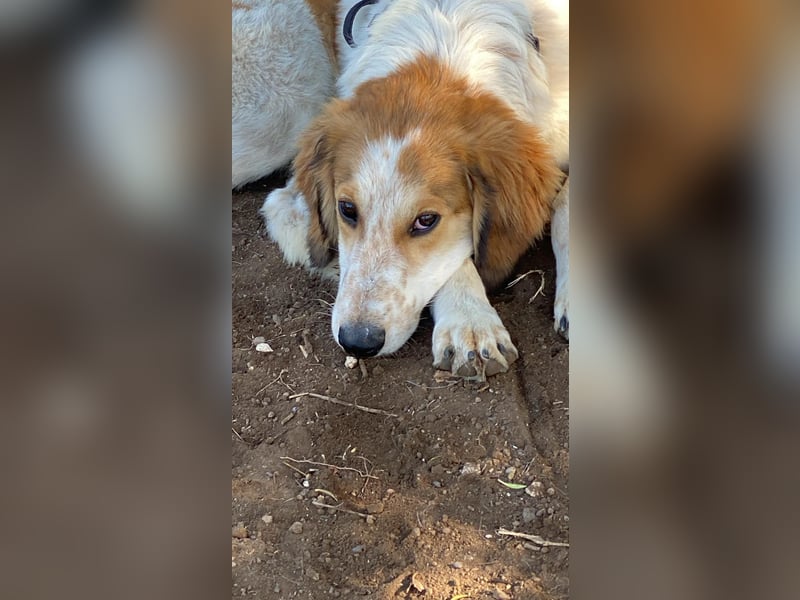 Valerio - Zuckerschneckchen sucht Menschenfamilie