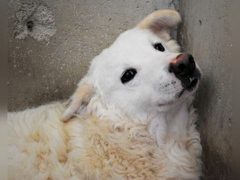 Walcott - Liebesbedürftig und mit einem Wunsch: eine eigene Familie