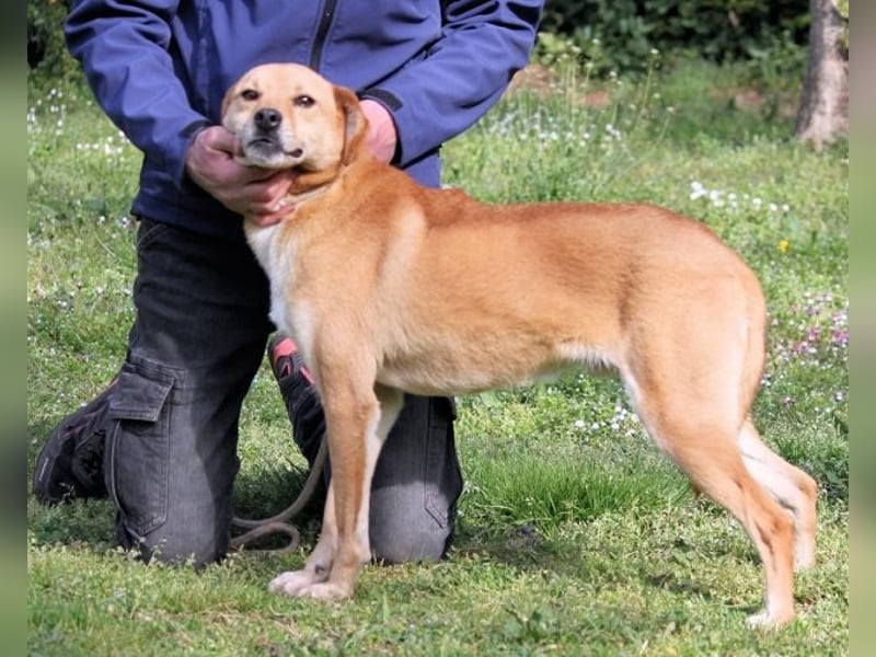 Sabeeh - möchte endlich auch ein Hundeleben führen!