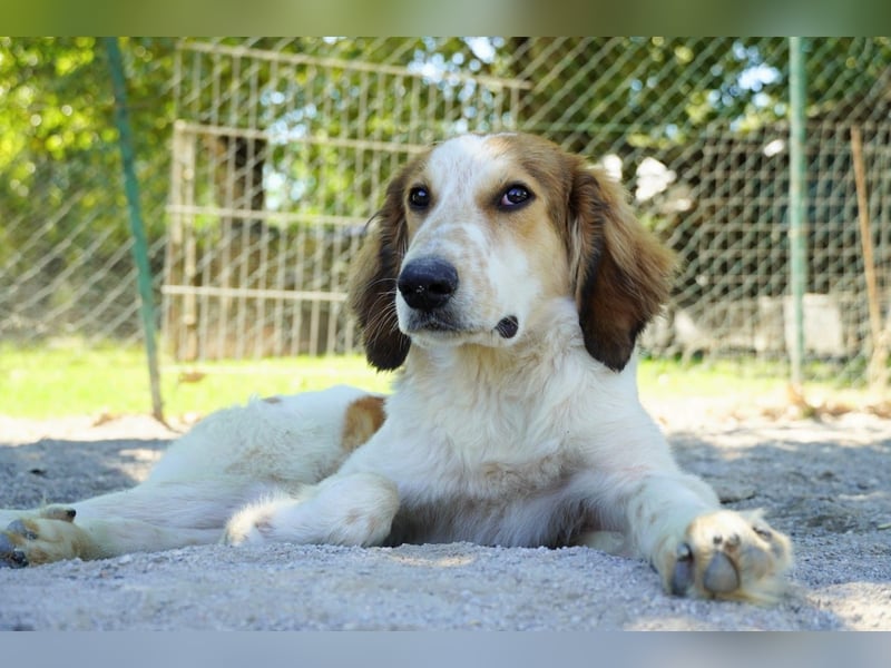 Valerio - Zuckerschneckchen sucht Menschenfamilie