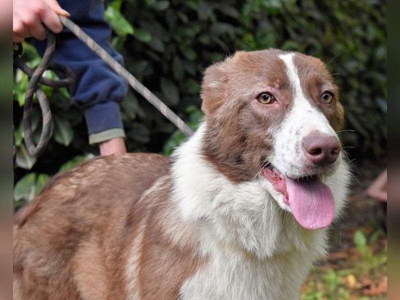 Carissa - Es war ein kalter Abend im späten Herbst ...