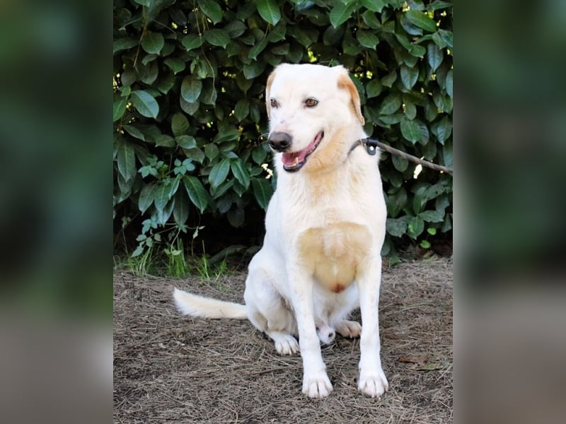 Ghemon - Der sanfte Träumer im Canile