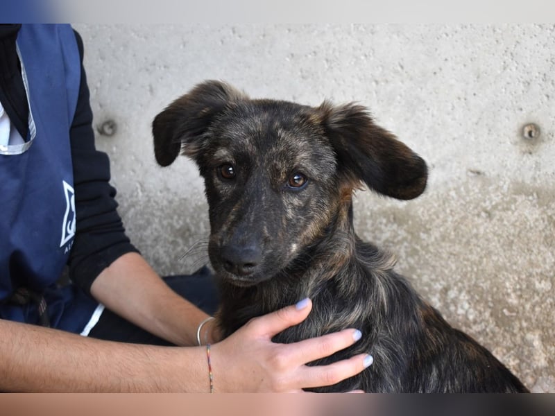 Nivara - Das Märchen von den fünf Schwestern