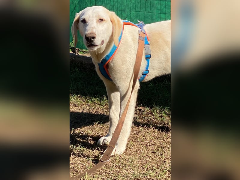 Peppino - Zuckerschneckchen sucht Menschenfamilie