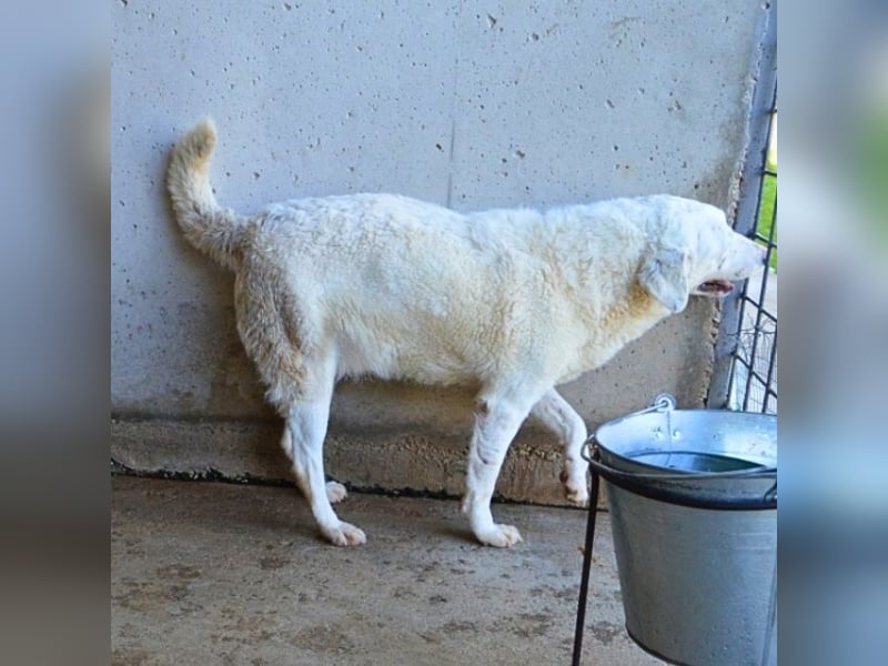 Arriel - aller guten Dinge sind drei