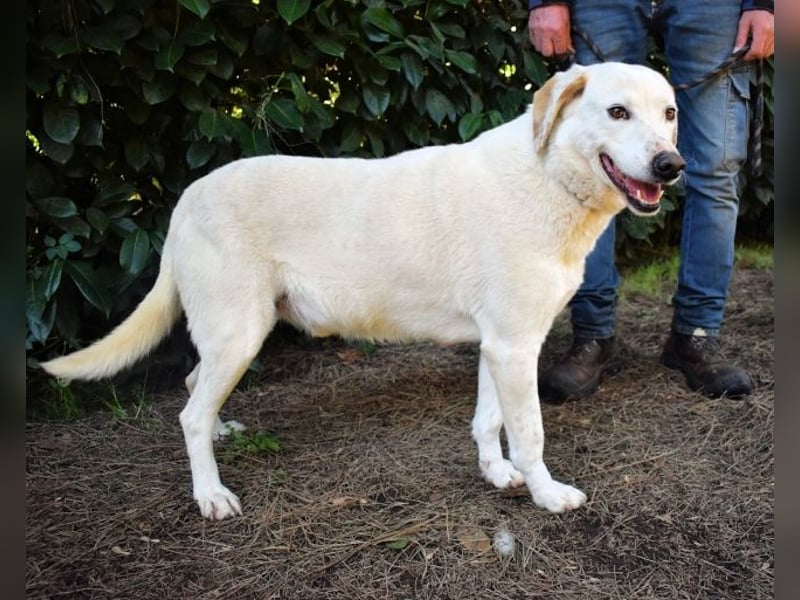 Ghemon - Der sanfte Träumer im Canile