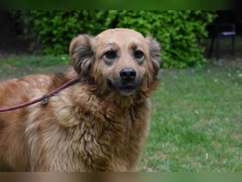Graziana - eine sanfte Hündin mit großem Herzen und gelassener Neugier