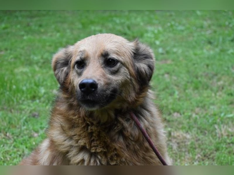 Graziana - eine sanfte Hündin mit großem Herzen und gelassener Neugier