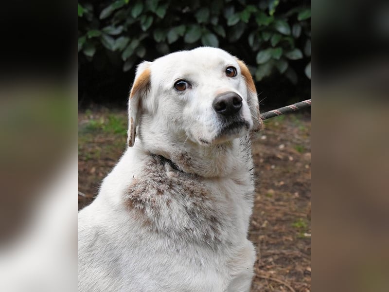 Ghemon - Der sanfte Träumer im Canile