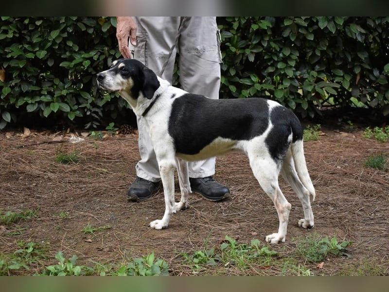 Ericka - NOTFALL - Wie viele Leben brauchst du?