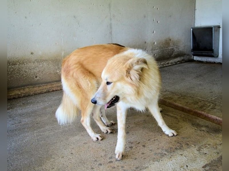 Lauritz - sucht seinen Platz im Leben Lauritz - sucht seinen Platz im Leben