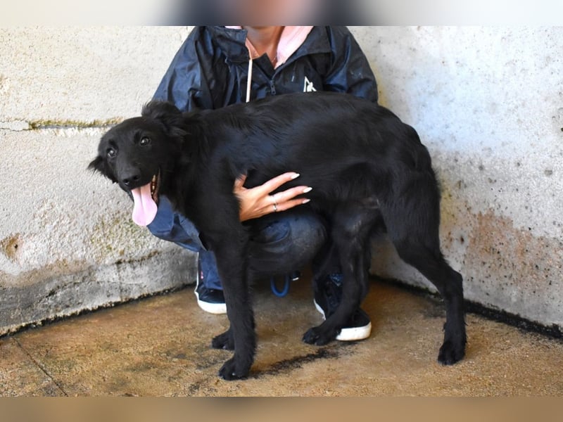 Nerelina - Das Märchen von den fünf Schwestern