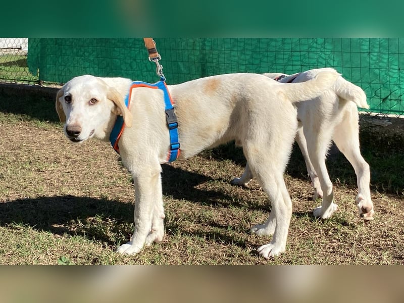 Peppino - Zuckerschneckchen sucht Menschenfamilie