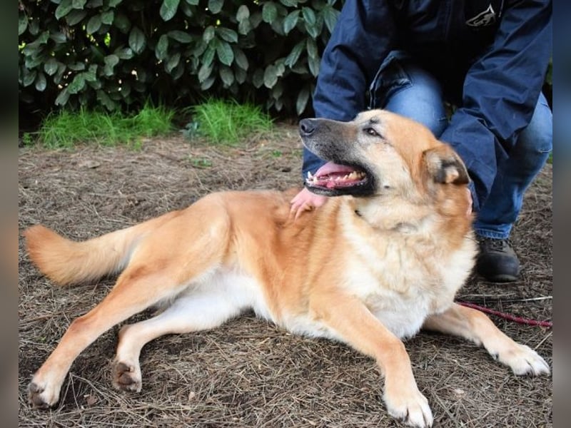 Oddy - Der "Seltsame" mit den Bernsteinaugen