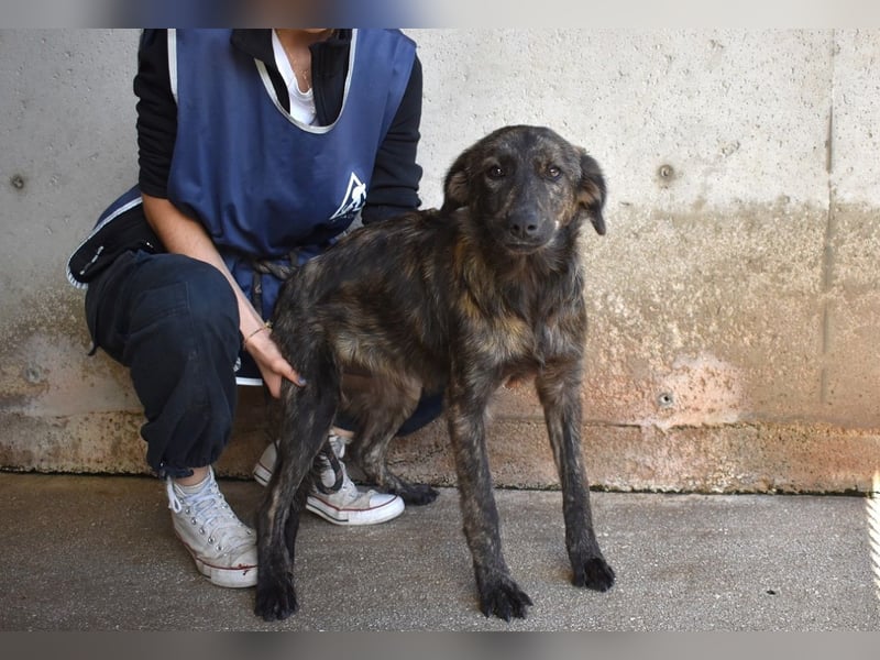 Nivara - Das Märchen von den fünf Schwestern