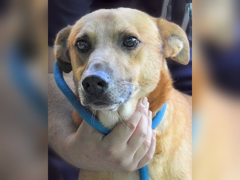 Zaccheo - ist im besten Alter