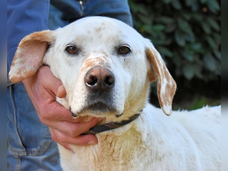 Ginko - SOS - Drei Brüder in großer Not