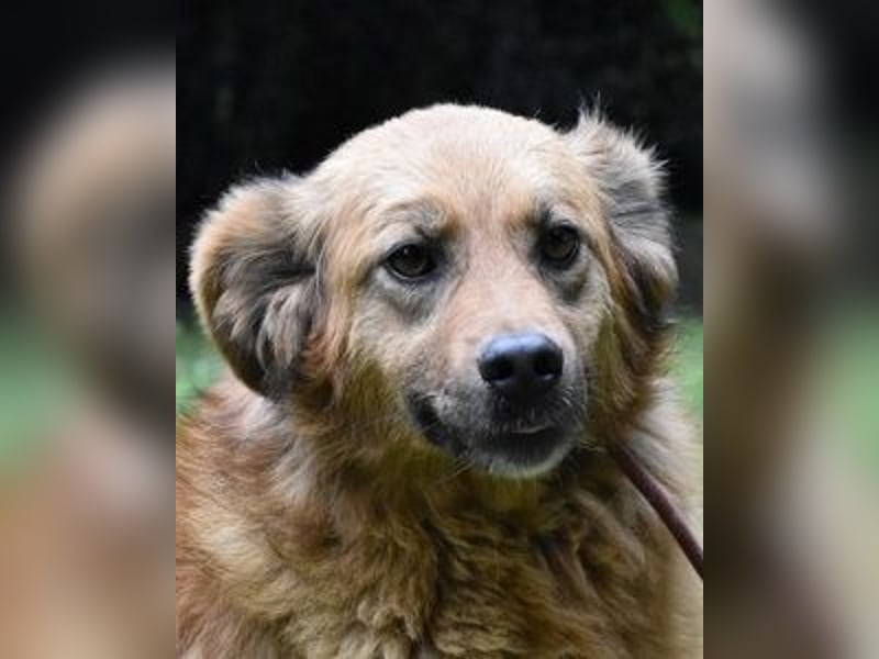 Graziana - eine sanfte Hündin mit großem Herzen und gelassener Neugier