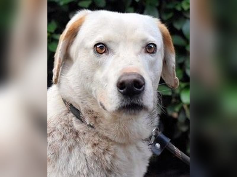 Ghemon - Der sanfte Träumer im Canile