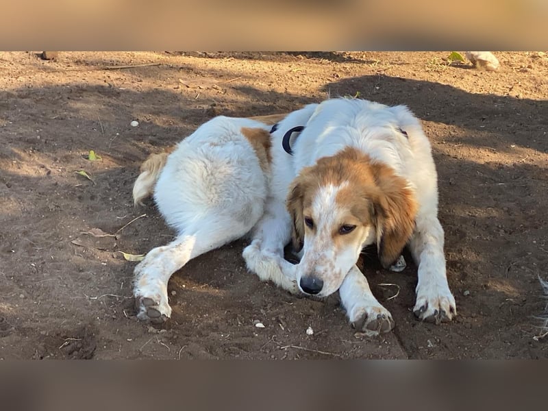 Valerio - Zuckerschneckchen sucht Menschenfamilie